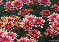 Met de Hardwell Yellow is de nieuwe Hardwell familie compleet. Alle soorten genieten van dezelfde sterke teelteigenschappen en zijn daardoor zeer geschikt om samen geteeld te worden.